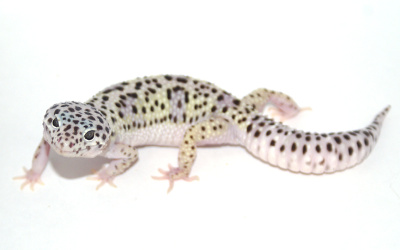 Эублефар пятнистый, окрас - Mack Snow